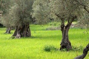 La obtención de un aceite ecológico certificado como tal comienza en el propio olivo. Se evita el uso de productos químicos de síntesis. Foto: CAAE.